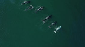 White whale spotted hunting with pod in Monterey Bay