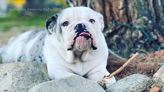 Palmdale family claims 3 dogs killed by swarm of bees