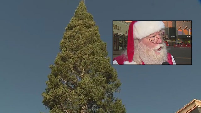 California’s tallest Christmas tree arrives at Citadel Outlets