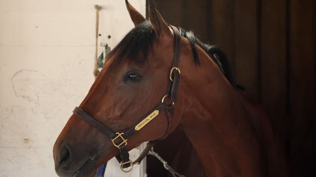 Breeders' Cup contender Practical Move dies after morning gallop at Santa Anita