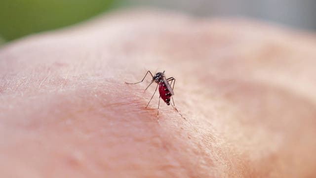 Pasadena reports case of Dengue virus