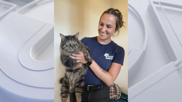 SoCal cat missing for 12 years reunited with family who'd moved to Washington state