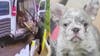 Dog heist: 12 French bulldogs worth $100,000 stolen from Gardena pet store