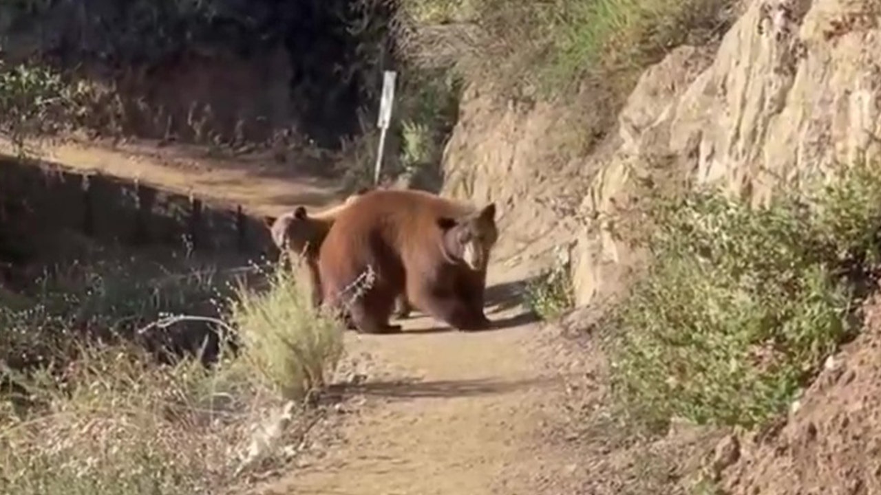 Terrifying bear encounter on SoCal hiking trail caught on camera