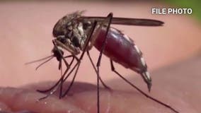 LA County reports first West Nile death of 2024