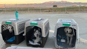 100+ Orange County shelter dogs affected by Tustin hangar fire relocated to Ohio