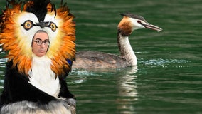 ‘Puking’ pūteketeke named New Zealand's bird of the century thanks to John Oliver