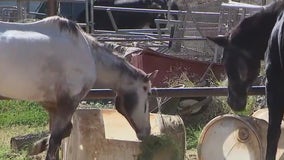 Acton residents concerned by 'criminal' living conditions of neighbor's horses