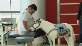Tiny hooves, big impact: Mini therapy horses bring joy, comfort to LA hospital patients