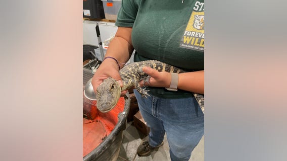 2 baby alligators seized from squatters' San Bernardino home