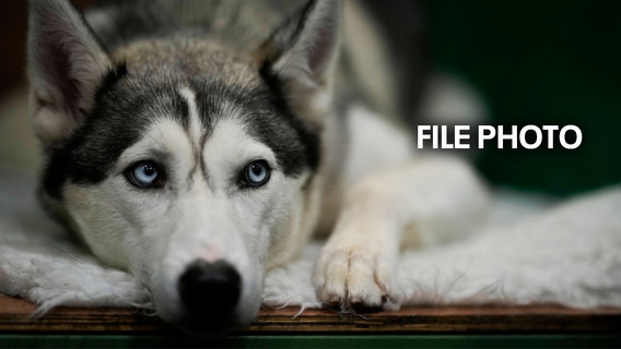 Two IE men tied Husky to tree, struck it with machete until it died: SBCS