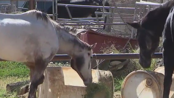 Acton residents concerned by 'criminal' living conditions of neighbor's horses