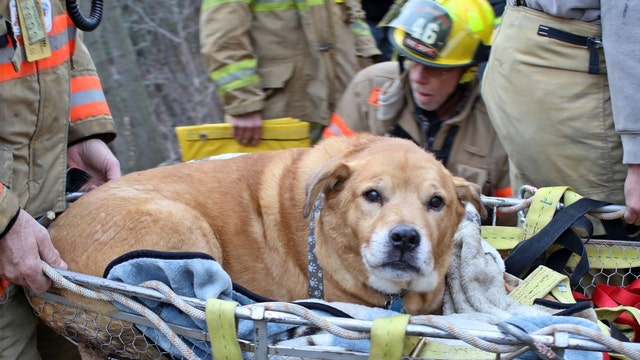 Watch: Dog and owner rescued from ravine in western New York