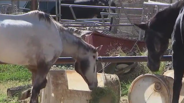 Acton residents concerned by 'criminal' living conditions of neighbor's horses