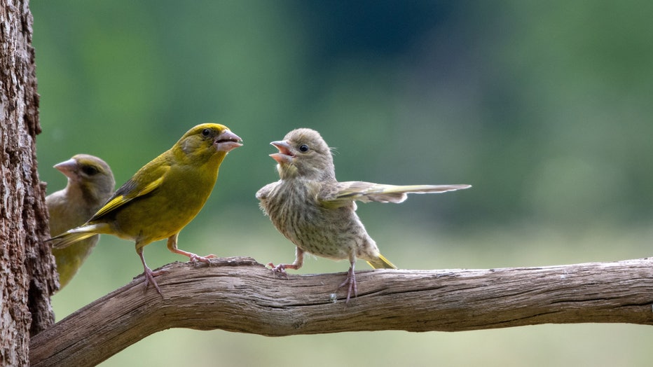 4.-JUNIOR-CATEGORY-WINNER-PEOPLES-CHOICE-WINNER_Jacek-Stankiewicz_Dispute.jpg
