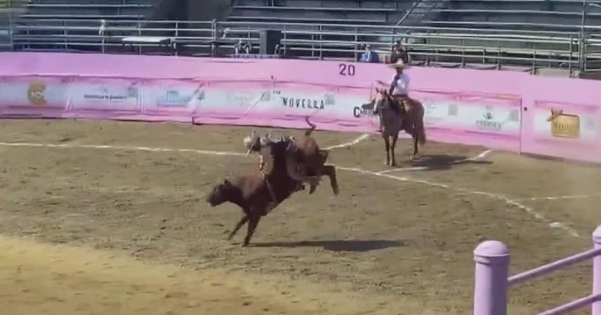 LA City Council moves forward with proposal to ban rodeos within city ...