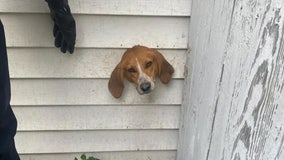 South Carolina dog rescued from tight spot — a dryer vent