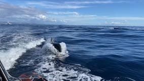 VIDEO: Killer whales spotted off coast of Southern California