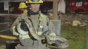 4 large snakes rescued from Santa Clarita strip mall fire