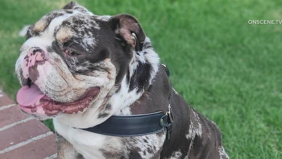 Dog stolen at gunpoint in West Hollywood returned to owner