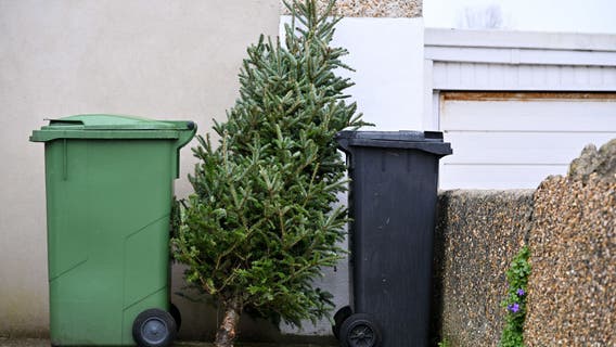 Here's how to recycle your Christmas tree in Los Angeles County