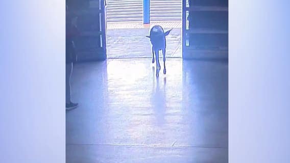 VIDEO: Oh dear! Wild deer runs loose inside Sam's Club in Riverside County