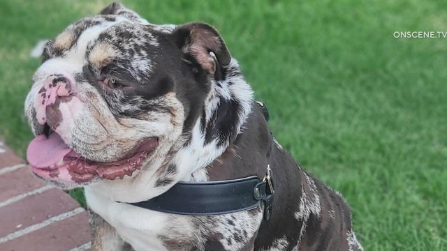 Dog stolen at gunpoint in West Hollywood returned to owner