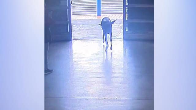 VIDEO: Oh dear! Wild deer runs loose inside Sam's Club in Riverside County