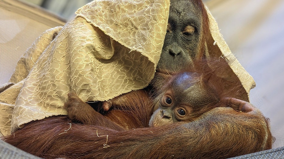 orangutan-denver-zoo.jpg