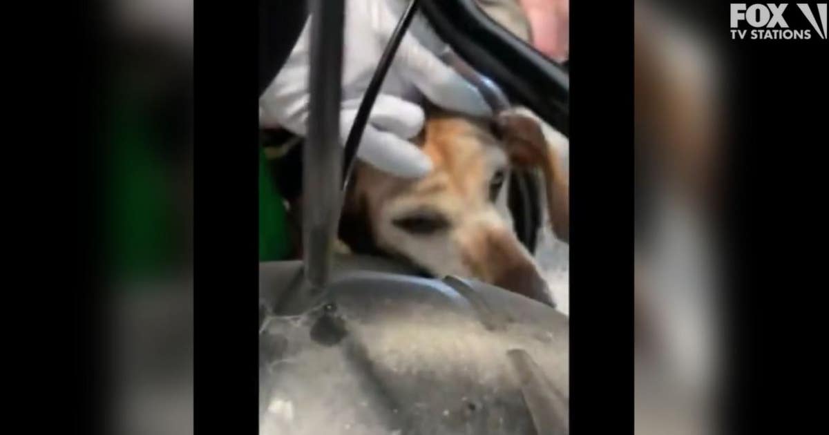 Dog rescued by LA County firefighters after getting head stuck in wheel ...
