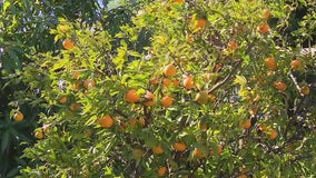 What will low-30s temps mean for our plants and fruit trees in California?