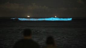 Bioluminescence back in Southern California: Where to see it