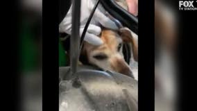 Dog rescued by LA County firefighters after getting head stuck in wheel of golf cart