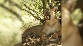 Mountain Lion 'Uno' killed by vehicle in Orange County