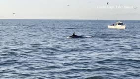 Several orca whales seen hunting off coast of Palos Verdes