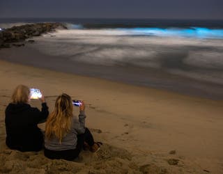 Bioluminescence returns to Southern California