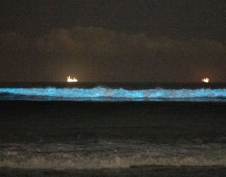 Bioluminescent waves return to Southern California