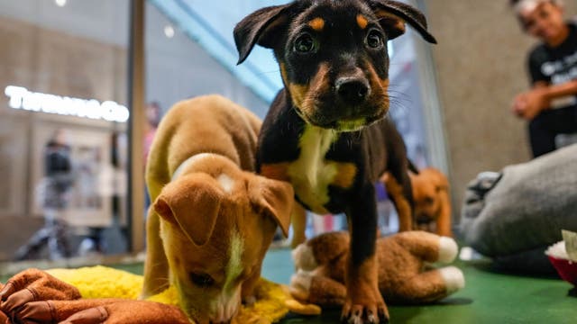 Most popular dog and cat names in LA for 2023 ranked: report