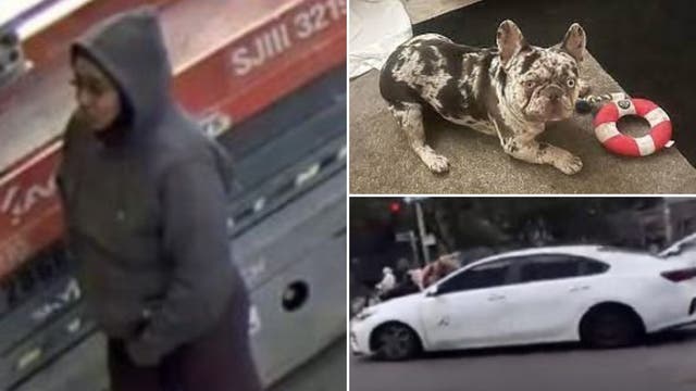 First pic released of suspected dognapper who drove away with owner clinging onto car hood