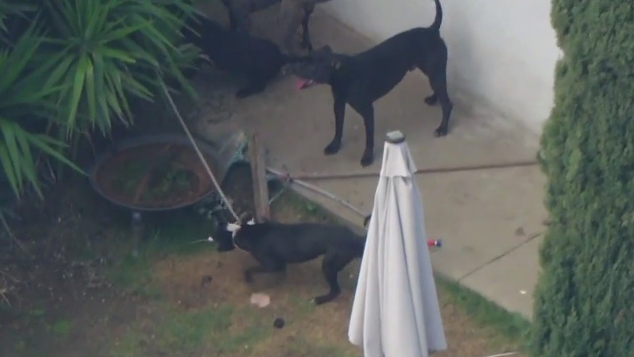 Azusa dog attack: Dog sitters mauled by pit bulls | FOX 11 Los Angeles