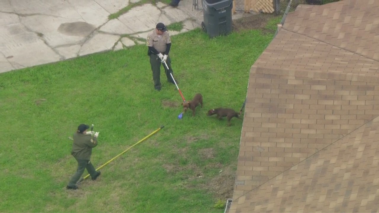 Compton Pit Bull Breeder Mauled To Death By His Own Dogs Identified ...