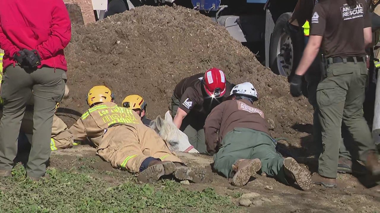 洛杉矶消防队营救被困在陷阱中的马匹