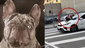 Arrest made in dramatic DTLA dognapping case