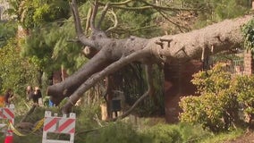 Downed tree in Beverly Crest knocks out power lines