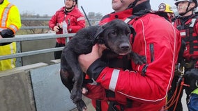 Dozens of dogs, people rescued from flooding Santa Ana river bottom