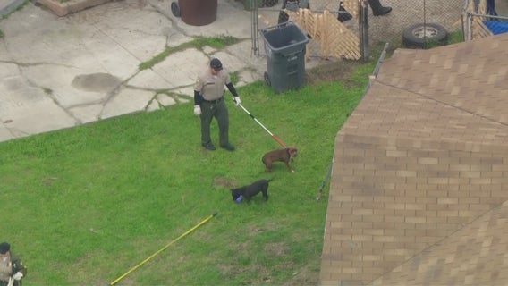 13 pit bulls euthanized following deadly attack in Compton backyard