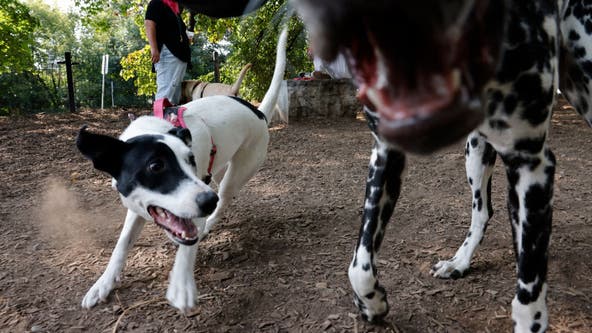 This California city is cracking down on off-leash dogs, issuing $500 fines