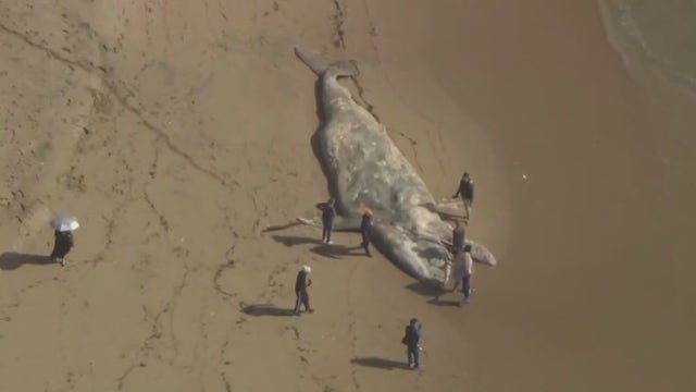 Gray whale washes ashore at Bolsa Chica beach