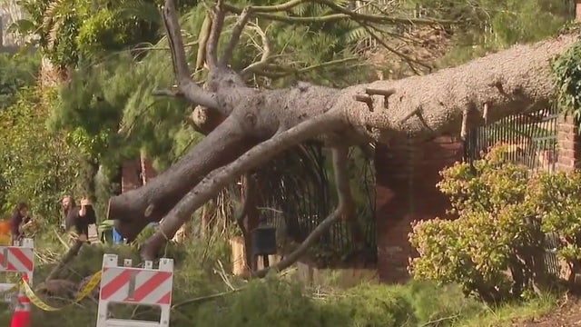 Downed tree in Beverly Crest knocks out power lines