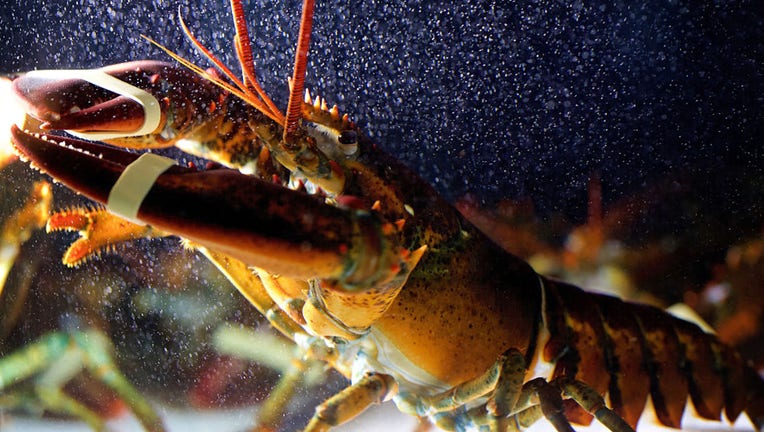 FILE - Lobsters in a tank in the front of the Red Lobster restaurant in Alexandria, VA. (Photo by Deb Lindsey For The Washington Post via Getty Images).